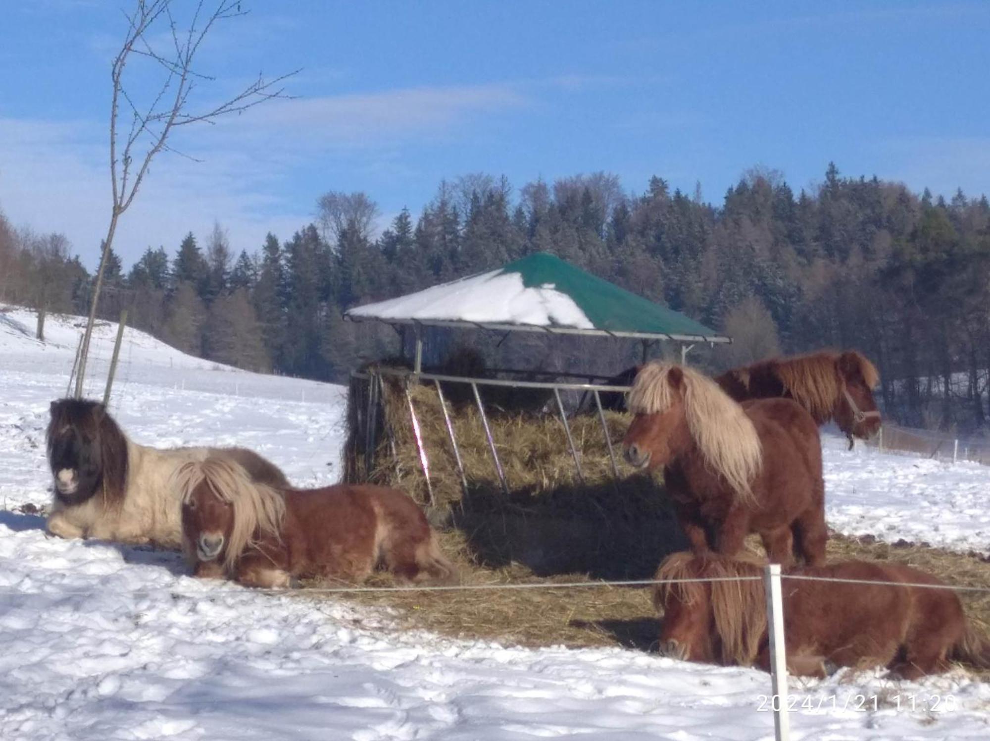 Statek Bily Dvur - Bely Otel Machov Dış mekan fotoğraf